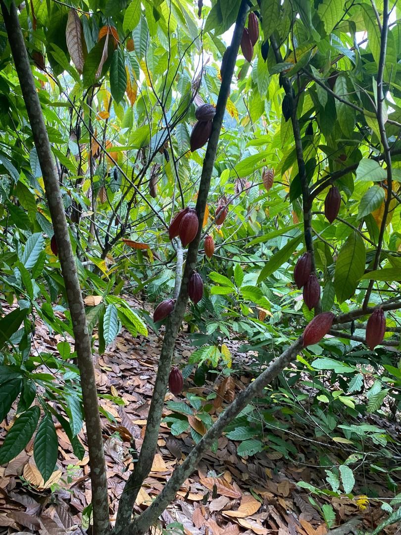 Cabosses rouges sur les troncs des cacaoyers