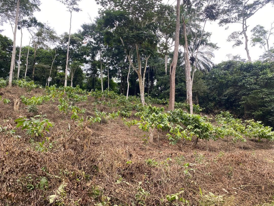 Jeunes cacaoyers plantés sous les grands arbres de la forêt