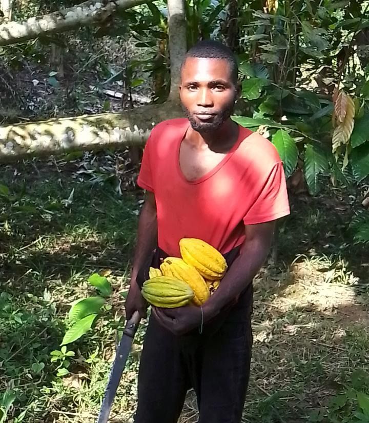 Un cultivateur de la concession tenant des cabosses de cacao